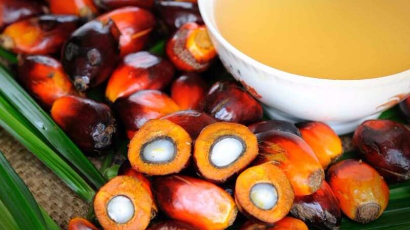 Fruto de palma tem várias aplicações, como o óleo de dendê; entenda￼