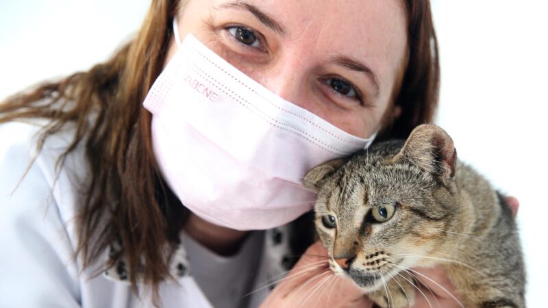 Dia do Médico Veterinário: profissionais da rede municipal prestam serviço em benefício dos animais em Fortaleza