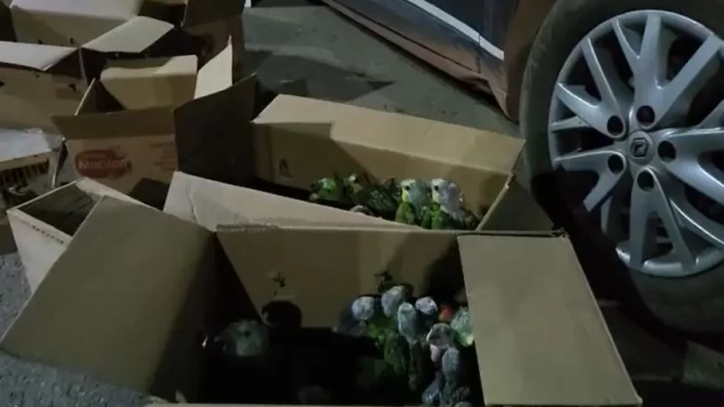 Idoso é detido pela PRF transportando 66 aves silvestres em porta-malas de carro no interior do Ceará