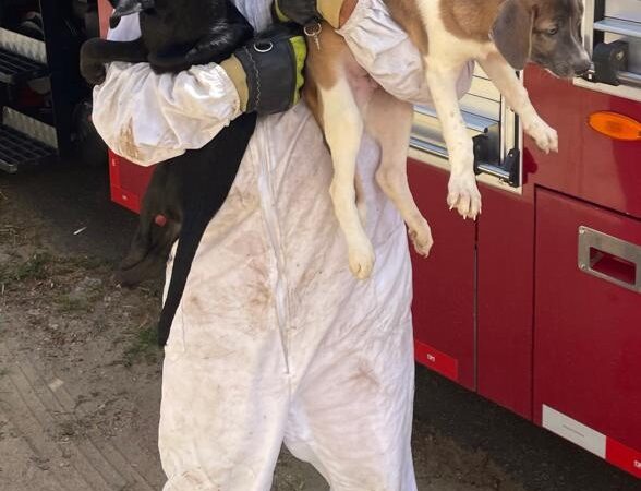 CBMCE atende ocorrência com abelhas e resgata cães em imóvel em Maranguape