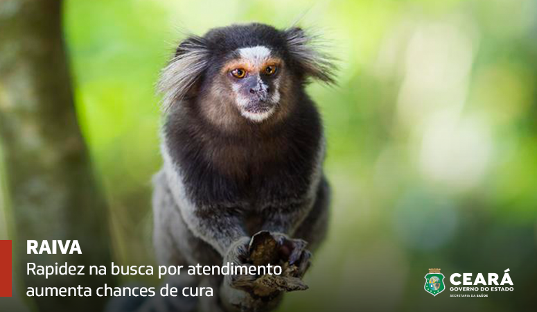 Disponível nos postos de saúde, vacina contra raiva é segura e eficaz contra a doença