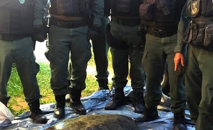 Tartaruga é resgatada pela PMCE após ser encontrada na Praia de Lagoinha