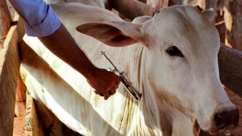 Comissão debate vacinação contra a febre aftosa em Jaguaribe
