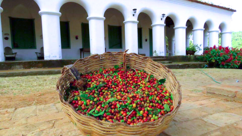 Assembleia Legislativa promove debate sobre cafeicultura no Maciço de Baturité