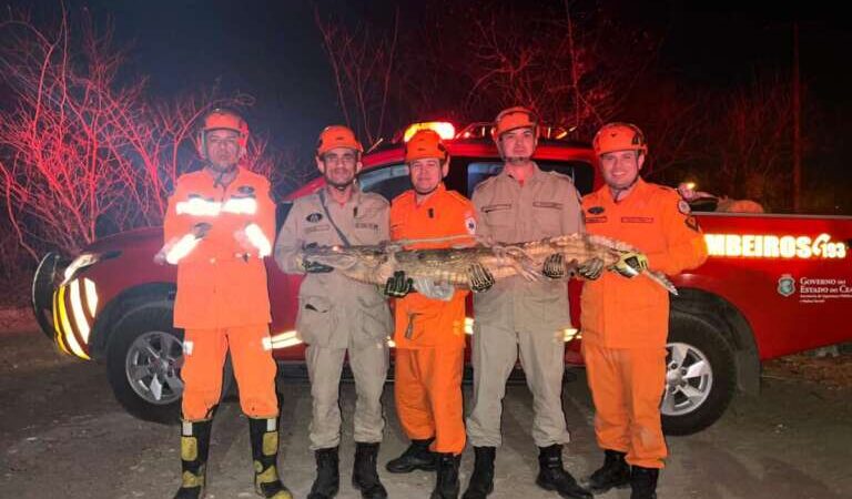 Jacaré de 1,70m é resgatado pelo CBMCE de quintal de casa na zona rural de Canindé