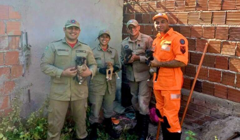 Quatro filhotes de cães são resgatados pelo CBMCE em Quixadá