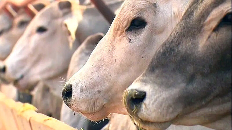 Alece debate isenção de ICMS para produtores de gado no Ceará