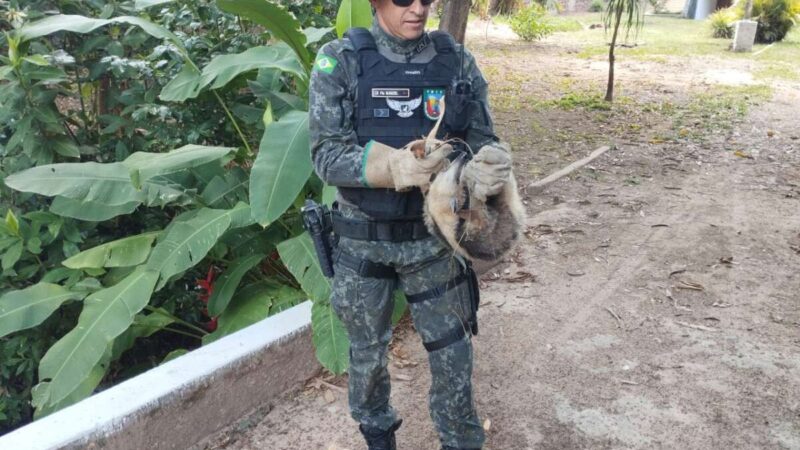 Polícia Militar resgata tamanduá-mirim no município do Crato