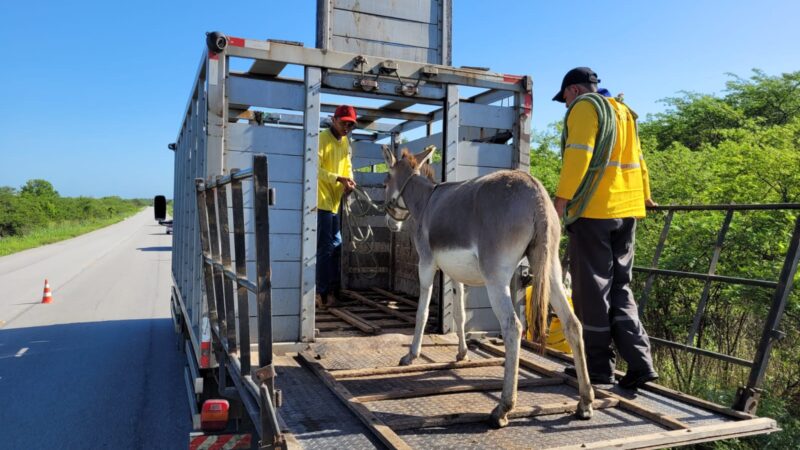 Detran-CE mantém em fazenda cerca de 1.200 animais resgatados às margens das CEs