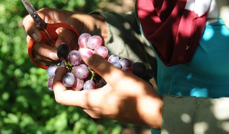 Projetos de irrigação produziram 4,11 milhões de toneladas de alimentos em 2023