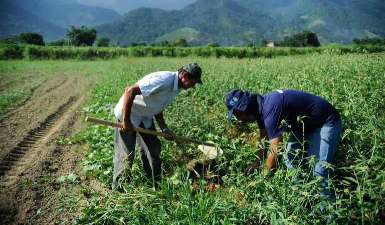 Como o Governo Federal está ajudando o agro gaúcho