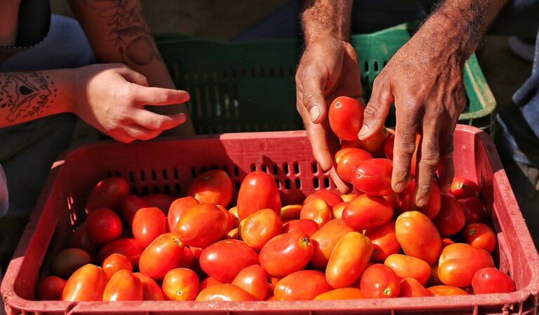 Plano Safra da Agricultura Familiar: R$ 76 bilhões de crédito e juros mais baixos