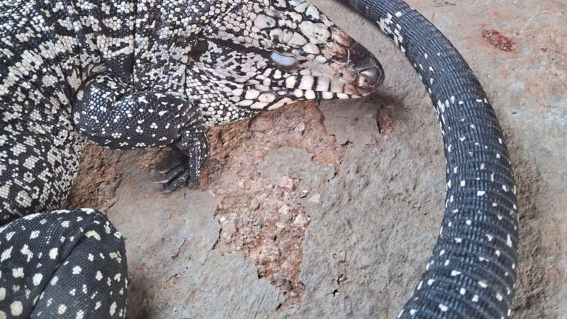 Polícia Militar resgata lagarto vítima de maus-tratos no Crato