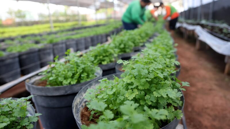 Hortas Sociais colhem 2,6 toneladas de alimentos na primeira semana de 2025