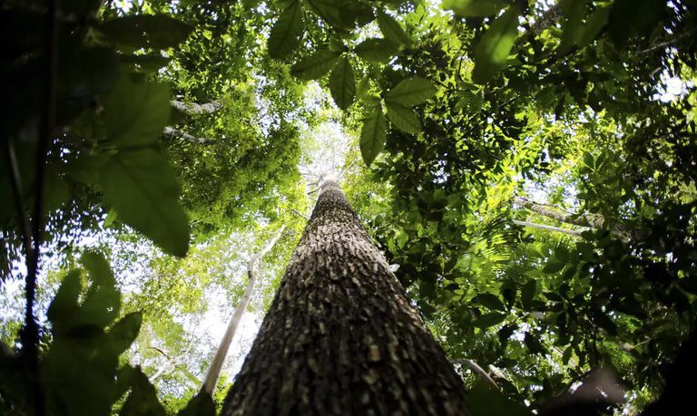Fundo Amazônia tem melhor semestre da história com R$ 1 bilhão em aprovações