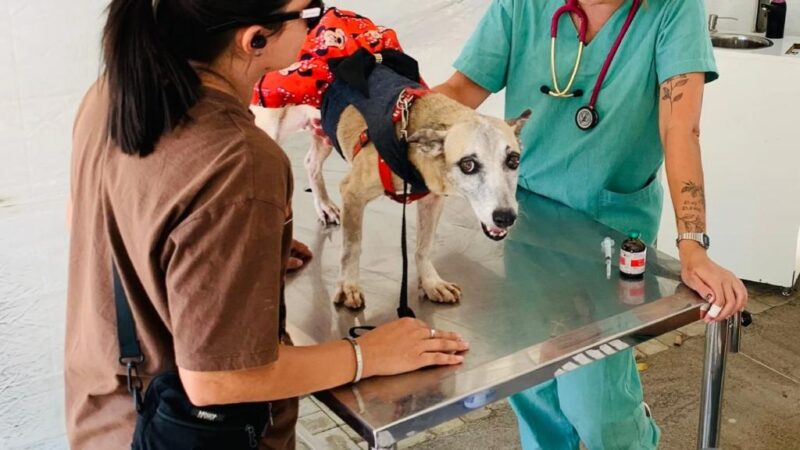 Pet Ceará Móvel oferece castração gratuita em Tianguá a partir de quarta (8)