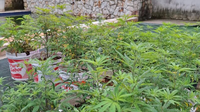 Polícia Civil deflagra operação e apreende 330 pés de cannabis em Caucaia