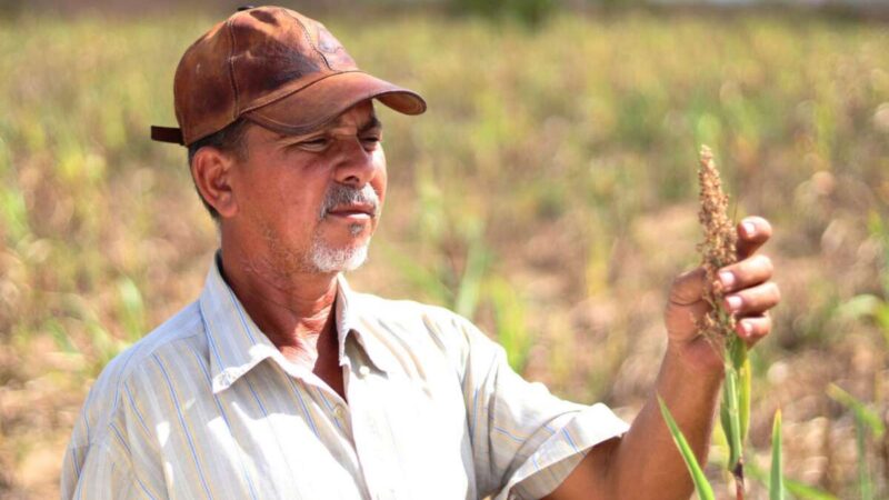 Garantia Safra 2024/2025: benefício é pago a mais 29,8 mil agricultores de 20 municípios cearenses