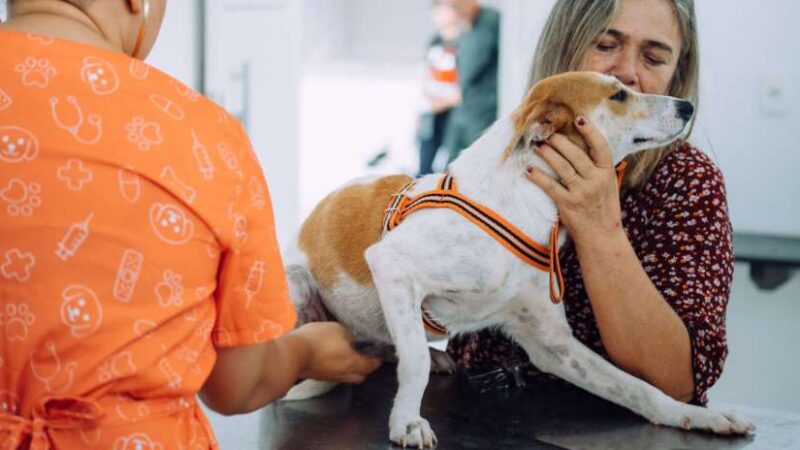 Pet Ceará Móvel chega a Maranguape com castrações gratuitas a partir de terça-feira (5)