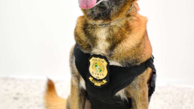 Aos oito anos de idade, cão k9 Shiryu se destaca como um aliado estratégico em ações da Polícia Civil do Ceará
