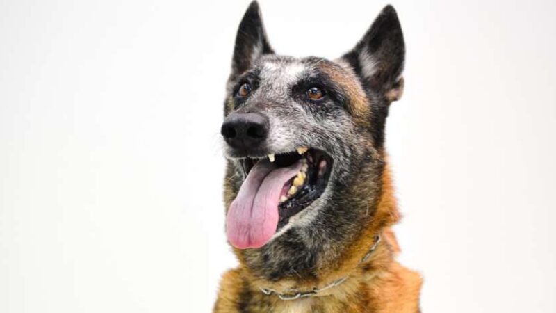 Aos oito anos de idade, cão k9 Shiryu se destaca como um aliado estratégico em ações da Polícia Civil do Ceará