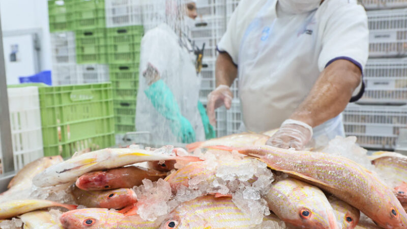 Da tradição à potência econômica: pescado cearense lidera exportações e impulsiona infraestrutura logística