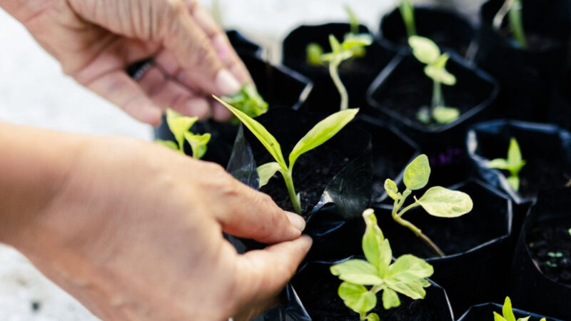 Hortas Comunitárias AlimentaCE fortalecem vínculos, ampliam acesso à alimentação e transformam territórios em Fortaleza