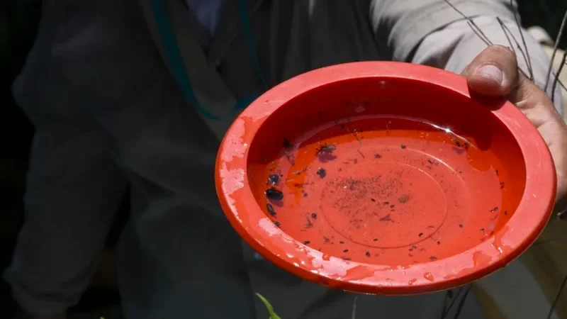 Por que o CE não venceu o mosquito da dengue 40 anos após o início da doença