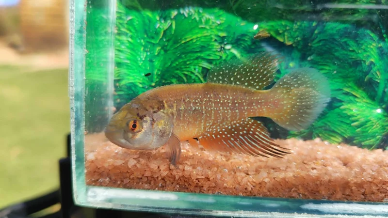 Peixe das Nuvens: nova espécie que só vive em tempos de chuva é descoberta no CE